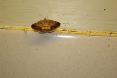 Plecopterodes moderata