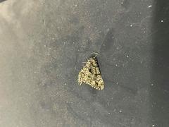 Peribatodes ilicaria