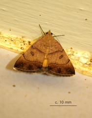 Plecopterodes moderata