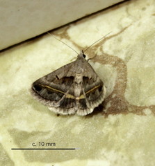 Acantholipes trimeni