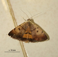 Plecopterodes moderata