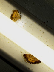 Plecopterodes moderata