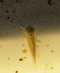 Chloephorinae