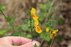 Cytisus scoparius andreanus