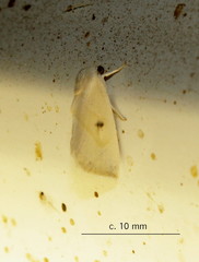 Chloephorinae