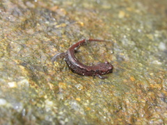Desmognathus carolinensis