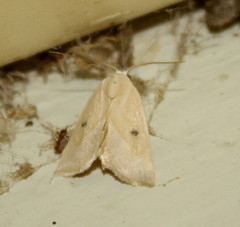 Chloephorinae
