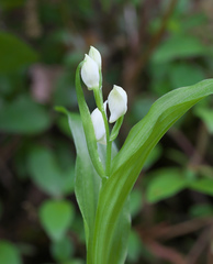 Cephalanthera erecta