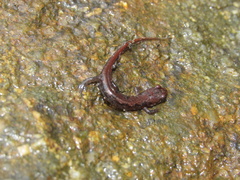 Desmognathus carolinensis