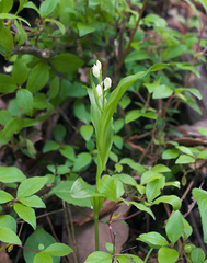 Cephalanthera erecta