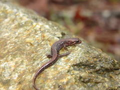 Desmognathus carolinensis