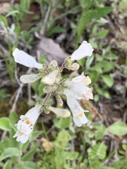 Penstemon pallidus