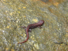 Desmognathus carolinensis