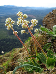 Micranthes hitchcockiana