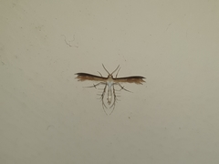 Pterophorinae