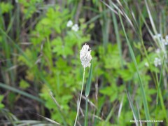 Alopecurus arundinaceus