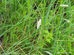 Alopecurus arundinaceus