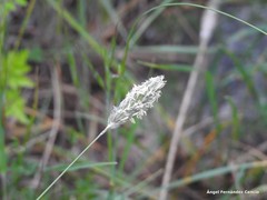 Alopecurus arundinaceus