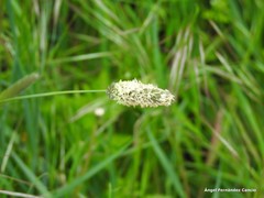 Alopecurus arundinaceus
