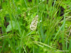 Alopecurus arundinaceus