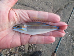 Pentapodus paradiseus