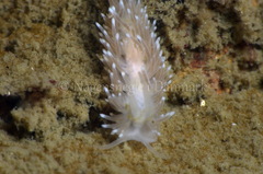 Cuthona nana