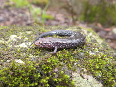 Desmognathus carolinensis