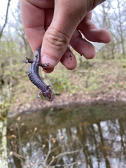 Desmognathus carolinensis