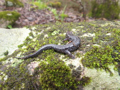 Desmognathus carolinensis