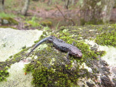 Desmognathus carolinensis