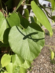 Aristolochia tomentosa