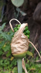 Dracunculus canariensis