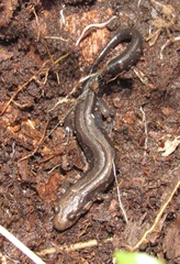 Desmognathus carolinensis