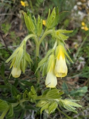 Onosma fastigiata
