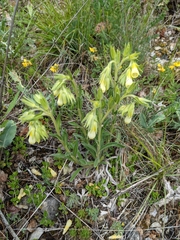 Onosma fastigiata