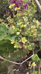 Bryonia verrucosa