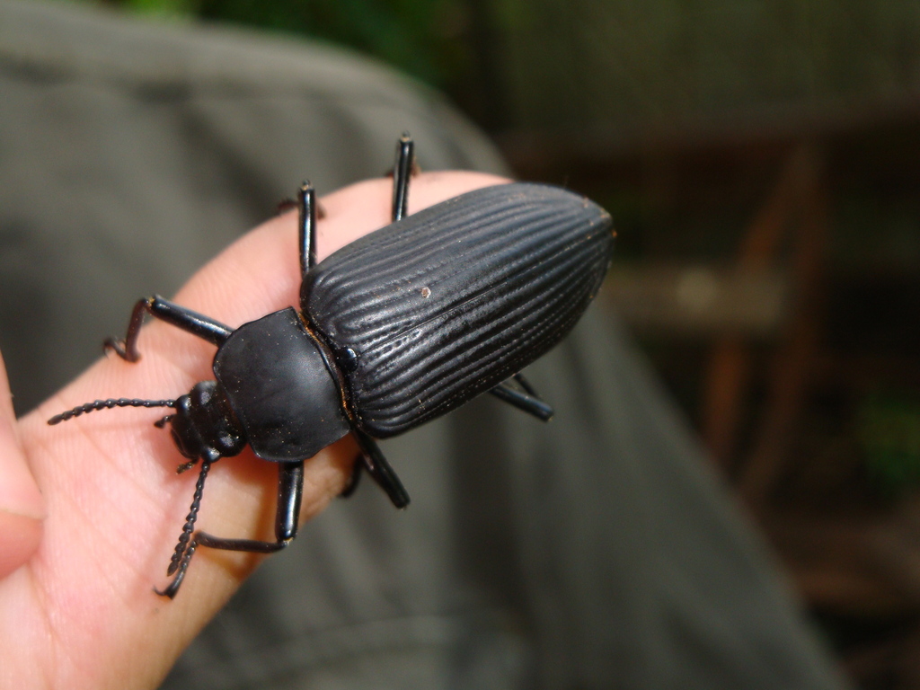 Mylaris gigas