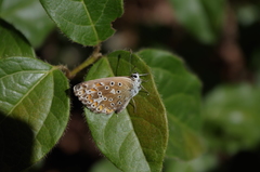 Polyommatus bellargus