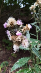 Carduus clavulatus
