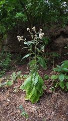 Carduus clavulatus