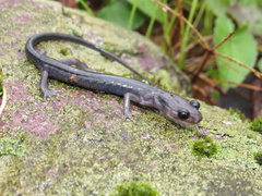Plethodon montanus