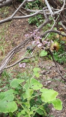 Pericallis webbii