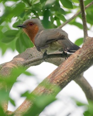 Coccycua pumila