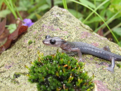 Plethodon montanus