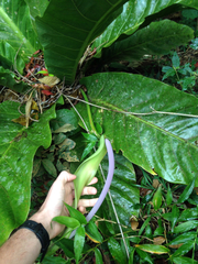 Anthurium salvinii