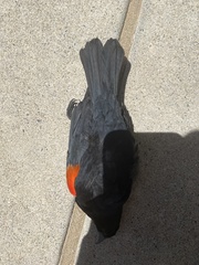 Agelaius phoeniceus californicus