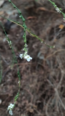 Crambe pritzelii