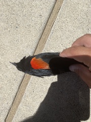 Agelaius phoeniceus californicus