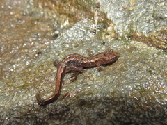 Desmognathus carolinensis