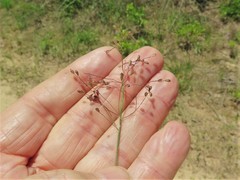 Dichanthelium commonsianum